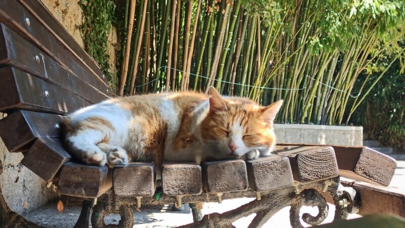 Кот в Никитском ботаническом саду на фоне бамбуковой рощи | Крымское фото дня