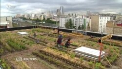 Киштзору мурғхона дар болои бинои марказии почтаи Фаронса