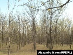Pădure de salcâmi plantată din fonduri ale Ministerului Mediului. Comuna Mîrșani, județul Dolj. România.