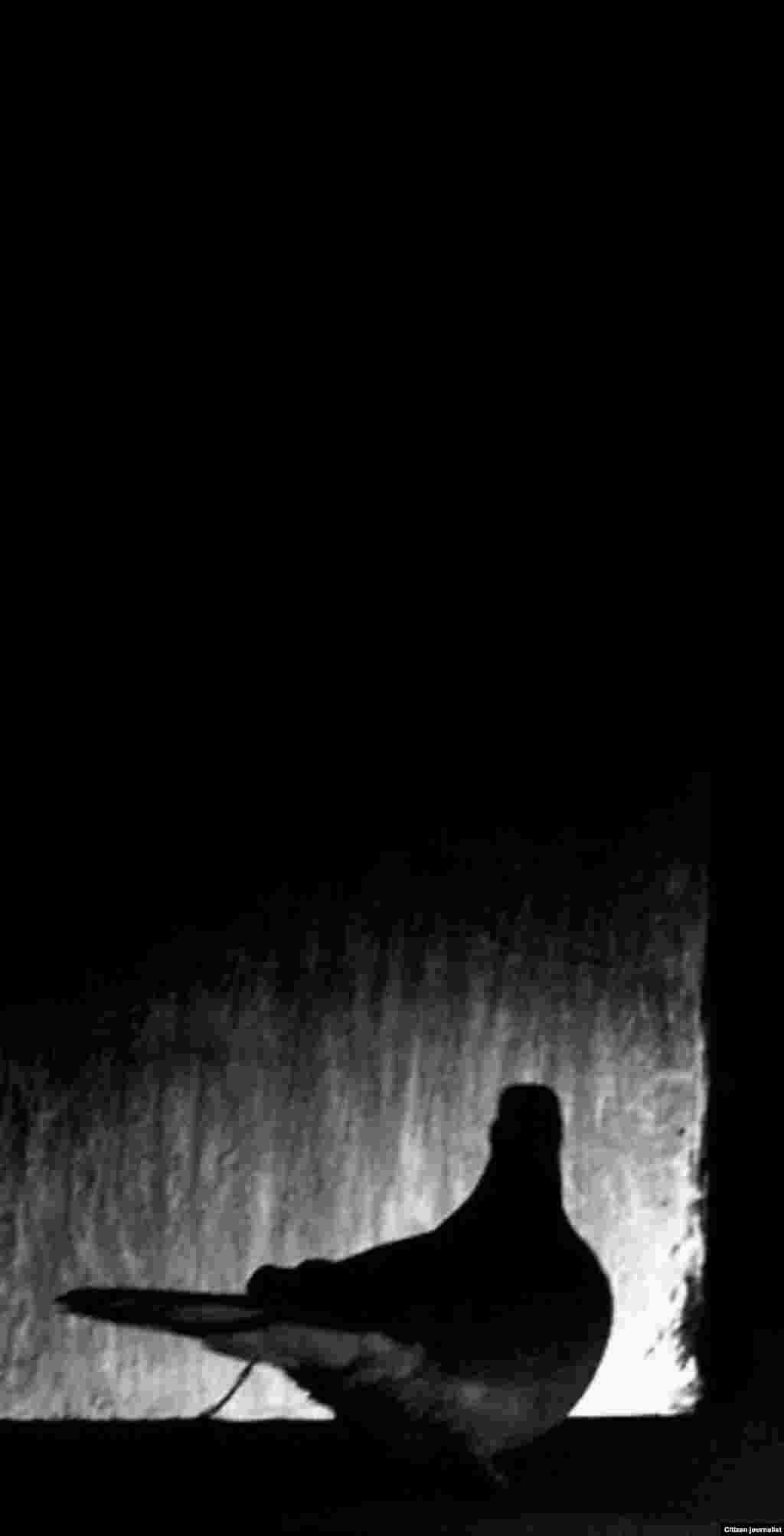 270 ნიკა ბეგაშვილი: უსათაურო