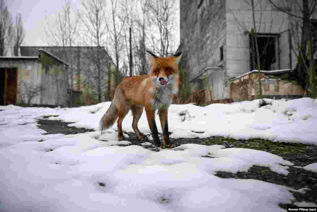 A wild fox walks in the deserted city of Pripyat, near the Chernobyl nuclear power plant in Ukraine, on December 22. (epa/Roman Pilipey)&nbsp;