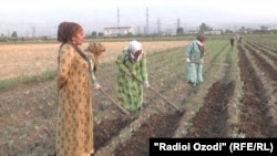 Tajikistan, where around 65 percent of the population works in agriculture, claims to not have any cases of coronavirus. (file photo)