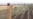 Tajikistan Tells Farmers To Avoid Ramadan Fast, Cites Disease And Need To Work