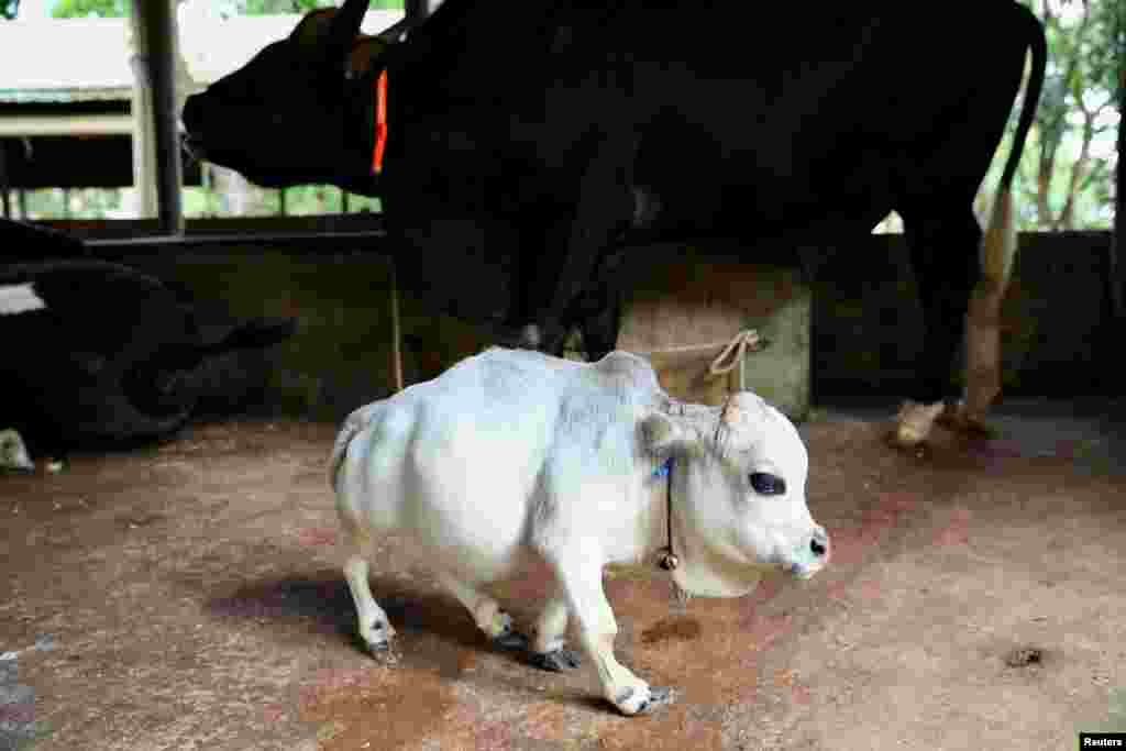 BANGLADESH-DWARF COW/