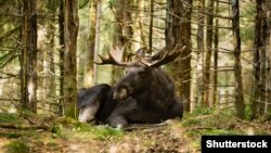 Лось, ілюстрацыйнае фота 