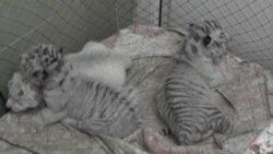 Бенгальских тигрят в Ялте отдали в детский сад (видео)