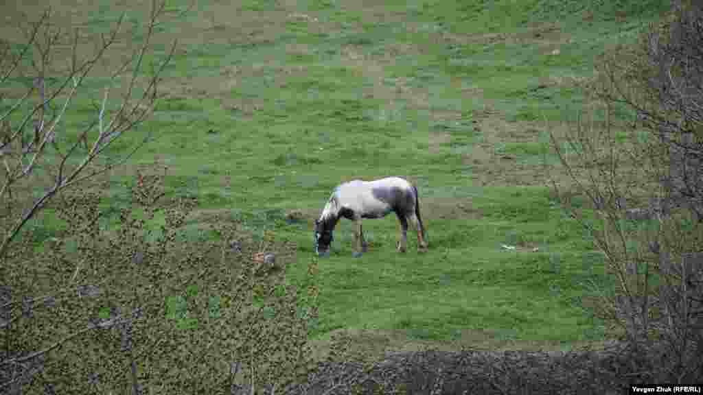 Одинокая лошадь пасется на окраине Инкермана