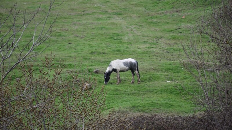 Одинокая лошадка пасется на окраине Инкермана | Крымское фото дня