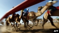 آرشیف، رقابت‌های شتر دوانی در امارات متحده عربی