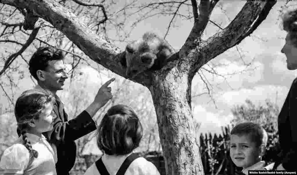 Familia Szabo cu un ursuleț la Miercurea Ciuc, în 1962. Szocs a explicat pentru RFE / RL: &bdquo;Lucrăm. Avem familii. Dacă am avea persoane care să plătească o taxă minimă, am putea avea mai multe poze online. &rdquo; &nbsp;