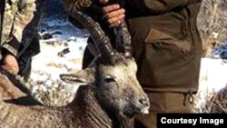 Сүрөттүн жаңылыкка тиешеси жок.