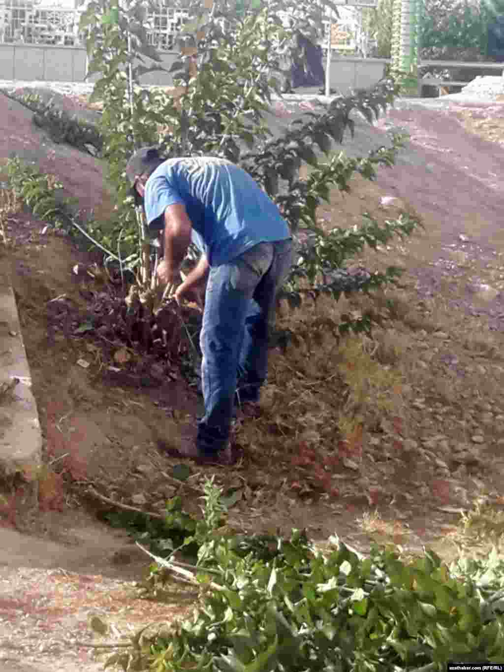 Jemagat gullugynyň işgäri ekinlere ideg edýär. Aşgabat, sentýabr, 2020.