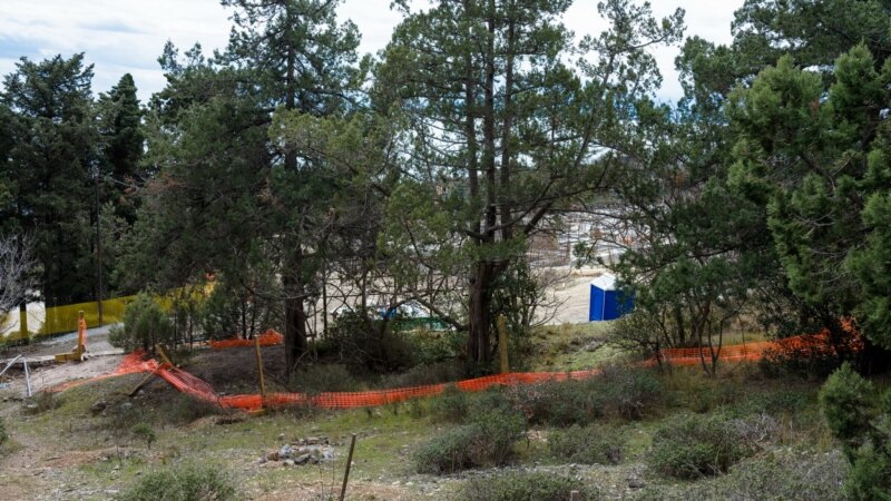 После скандала с вырубкой деревьев в Форосском парке высадили кипарисы – власти
