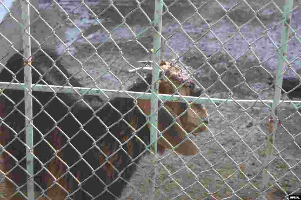 “Ошиқон”-и ҳайвонот #25