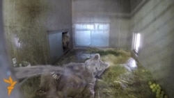 Две таджикские медведицы прописались в чешском зоопарке