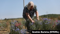 Për Zarijen tashmë punojnë 20 fermere, që mbledhin bimë aromatike për kompaninë e saj.