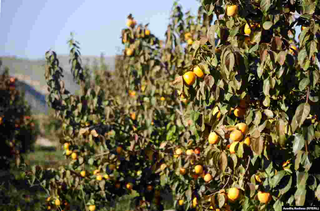 Kəndlilər düşünür ki, becərilən məhsulları hər il yaxşı qiymətə sata bilsələr heç öz kəndlərindən başqa yerə işləməyə də getməzlər.