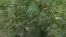 Hemp plantation in Dagestan