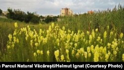 Pe terenul Parcului Natural Văcărești, regimul comunist a început amenajarea, în 1988, o unei ample lucrări hidrotehnice: Lacul Văcăreşti. Proiectul a eșuat.