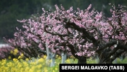 Цветущие персиковые сады в селе Терновка | Крымское фото дня