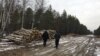 ДБР заявило про незаконні рубки на Житомирщині на 3,25 мільйона гривень