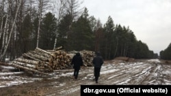 «Внаслідок незаконних порубок понад 360 дерев різних порід та заниження виходу ділової деревини з лісосік на 470 кубічних метрів тільки на території одного лісництва», заявляють у Бюро