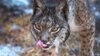 SPAIN-ANIMAL-ENVIRONMENT-ENDANGERED-LYNX