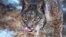 SPAIN-ANIMAL-ENVIRONMENT-ENDANGERED-LYNX