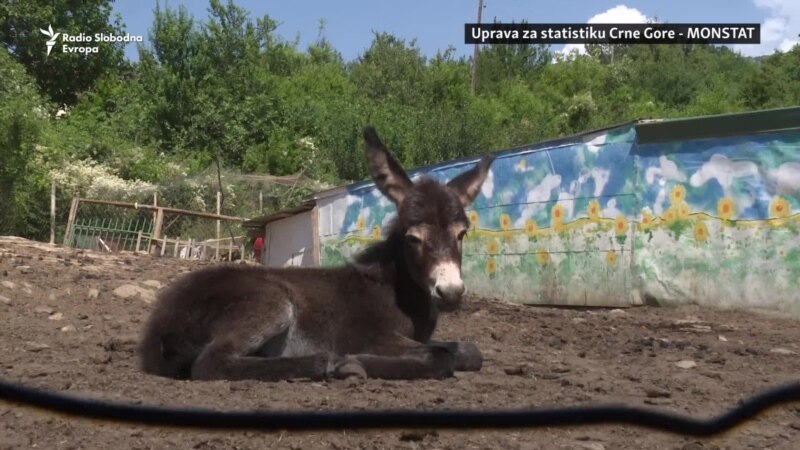 Zaštita magaraca u Crnoj Gori od nestanka