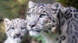 GERMANY -- The snow leopard mum Siri with her cub Barid in their enclosure in the Cologne Zoo, Cologne, Germany, 13 August 2015