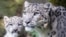 Snow leopards are one of the endangered animals that activists are concerned might be threatened by the new Russian law.