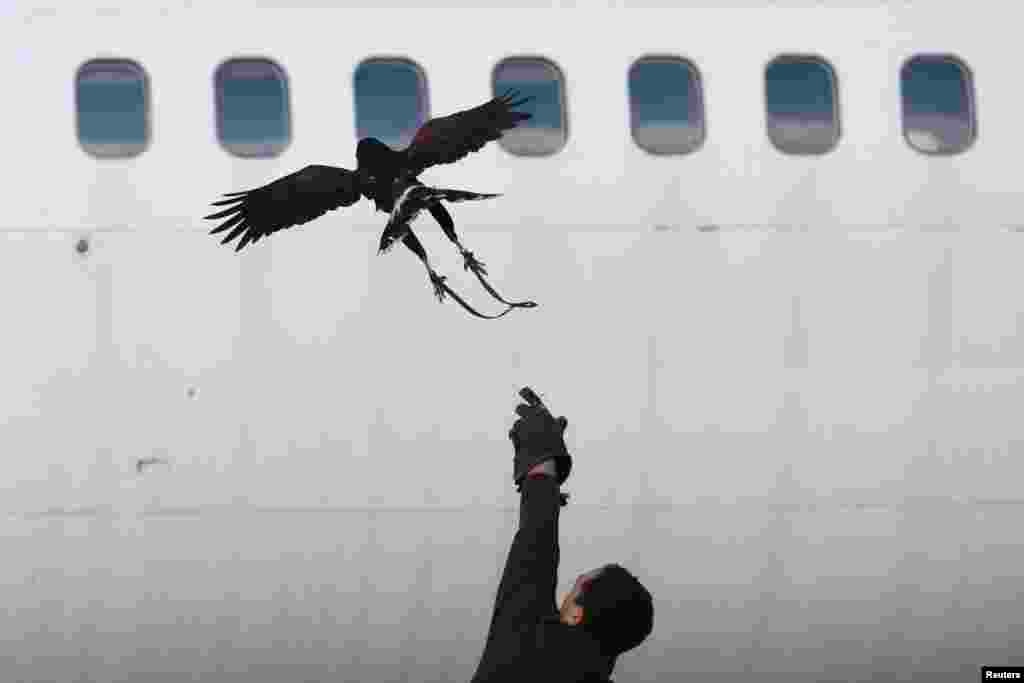 Serbian falconer Hani Girgis relases his Harris's hawk during a practice session near Belgrade's Nikola Tesla Airport. The airport decided to use falconers to scare away pigeons and other birds from aircraft hangar buildings. (Reuters/Marko Djurica)