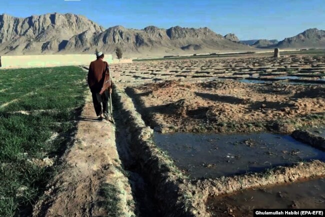 Një fermer afgan që kultivon lulëkuqe në Helmand. Afganistan, 22 mars, 2021.