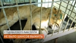Жители Иркутска спасли льва