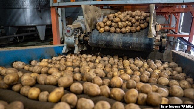 Patete duke u pastruar para përpunimit në fabrikën "Pestova", në Vushtrri.
