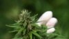 Владата предлага закон со кој се дозволува извоз на марихуана