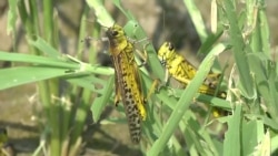 Pakistan Turns Plague Of Locusts Into Food For Fowl