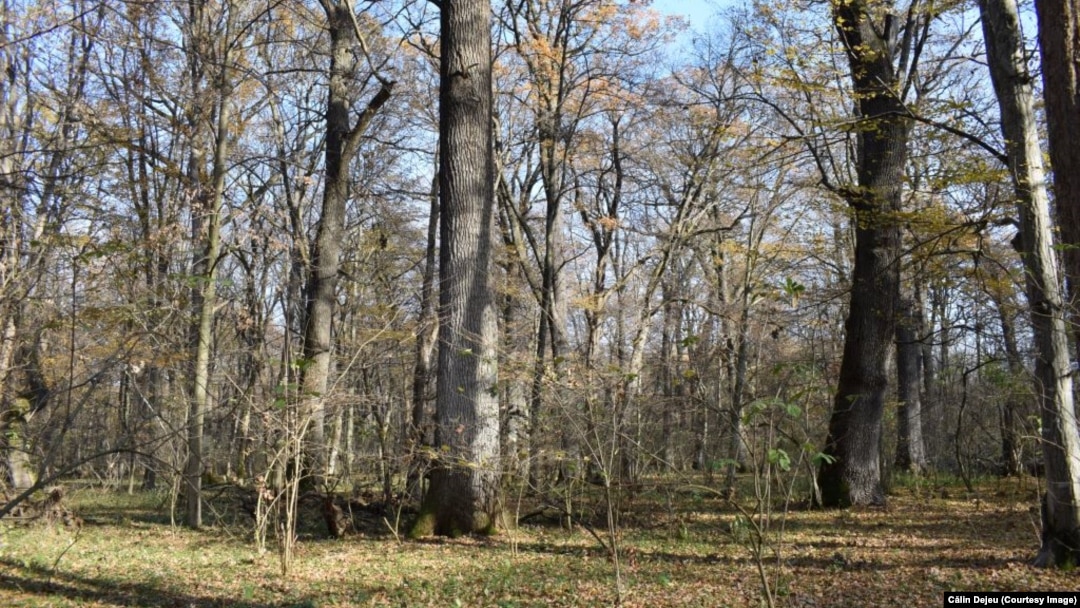 Pădurea de la Zamostea, județul Suceava, este rezervație naturală forestieră și botanică și sit Natura 2000. Peste 120 de hectare ar urma să fie ocupate de un lac de acumulare propus de Apele Române.
