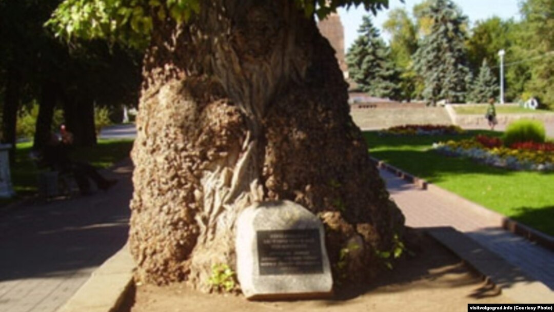 The gnarly old poplar tree that survived the Battle of Stalingrad (Courtesy of visitvolgograd.info)