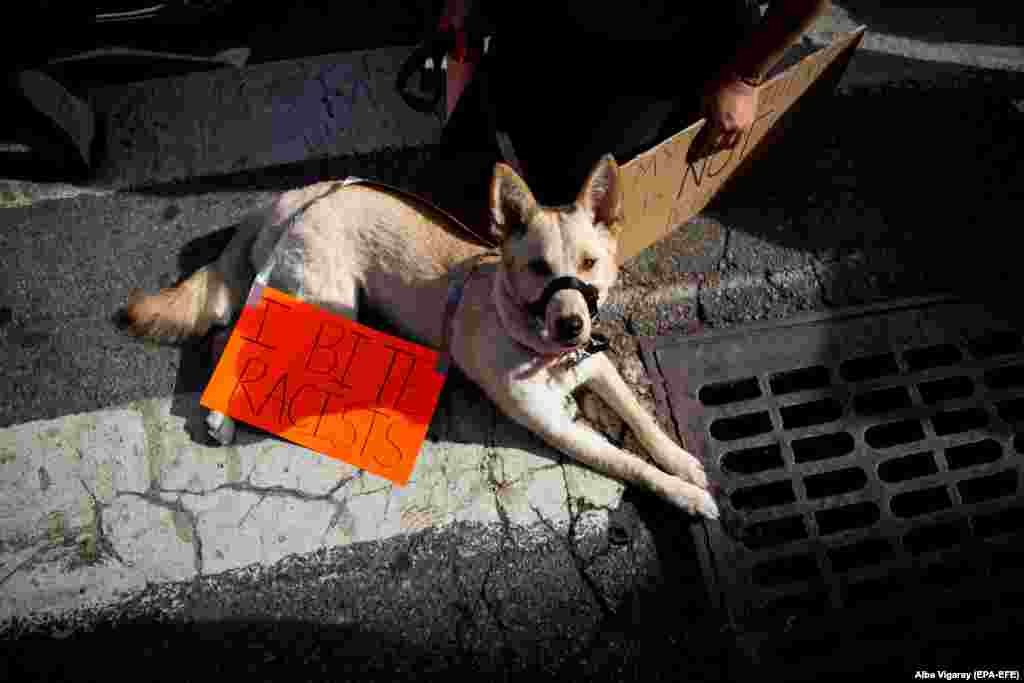 A dog carrying a banner can be seen in between people kneeling in the middle of Seventh Avenue during a Black Lives Matter protest against police brutality as part of the larger public response sparked by the recent death of George Floyd, an African-American man who was killed last month while in the custody of the Minneapolis police, in New York, New York, USA, 15 June 2020.