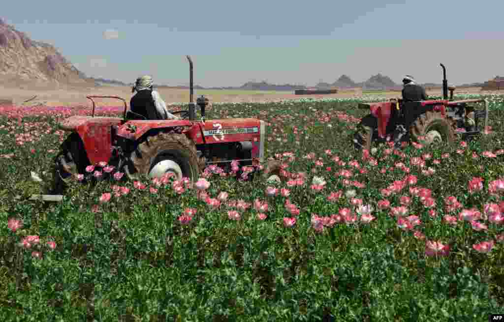 Qəndəhar vilayətində hakimiyyət orqanları xaşxaş sahəsini traktorla məhv edir. 2017