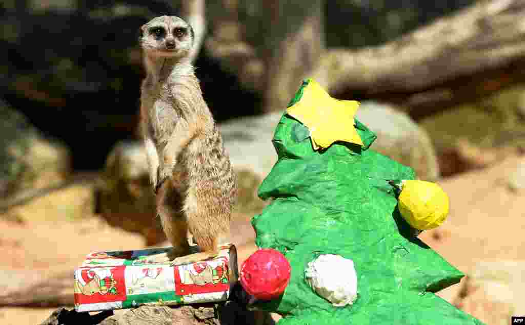 Сурикат у зоопарку Сіднея охороняє свій подарунок