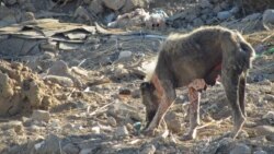 Balkanabatda öýsüz haýwanlar "awlanýar"