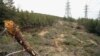 A forest being cleared in Iran's Lavizan Province