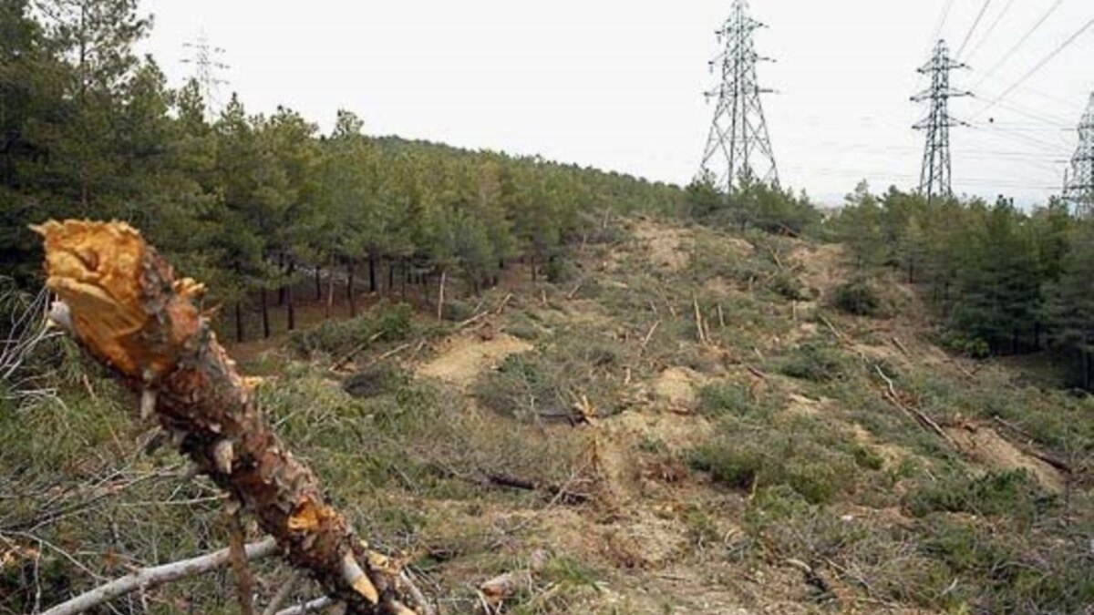 Central/South Asia: Deforestation Makes Mark On Region, Its People
