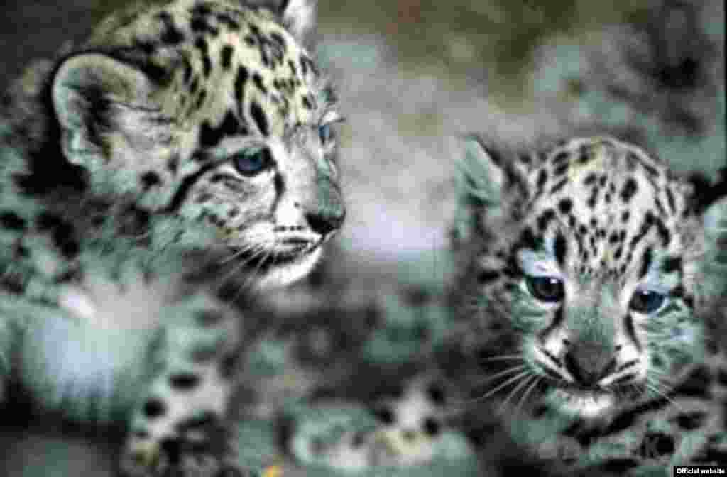 Snow leopard cubs at a facility in the Kyrgyz capital, Bishkek.