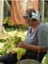 Moldova, Tobacco plantation