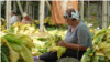 Moldova, Tobacco plantation