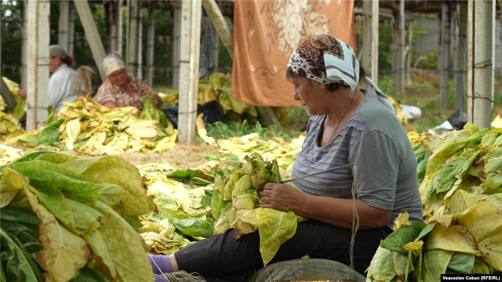 A woman works at a tobacco plantation in Moldova.