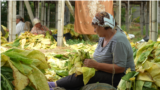 Moldova, Tobacco plantation